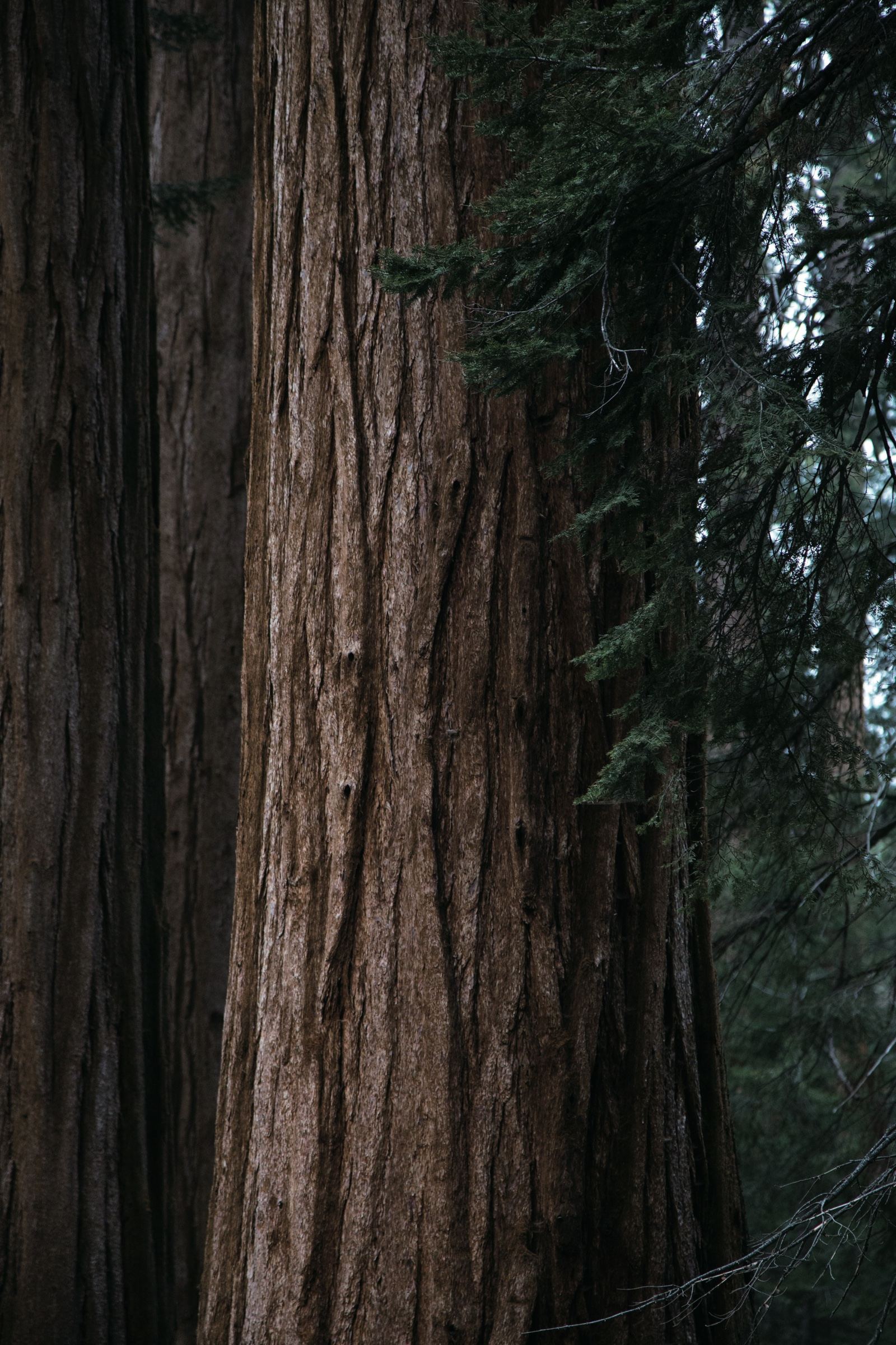 The trunk of a red cedar.